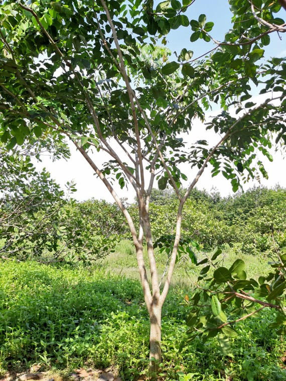 tai tao mau xanh cho rung