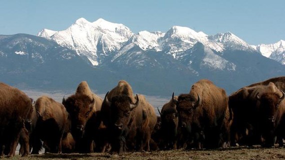 Hồi sinh thiên nhiên hoang dã cùng thổ dân Bò rừng Bison tại Khu bảo tồn động vật hoang dã dãy Bison quốc gia