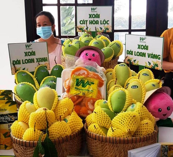 “Visa” cho nông sản Việt Nhiều diện tích xoài ở Đồng Tháp trồng theo tiêu chuẩn VietGAP có truy xuất nguồn gốc, cấp mã vùng trồng. Ảnh: HUỲNH LỢI