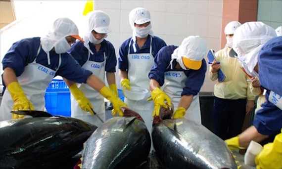 Vì sao xuất khẩu cá ngừ tháng 8 tăng mạnh?
