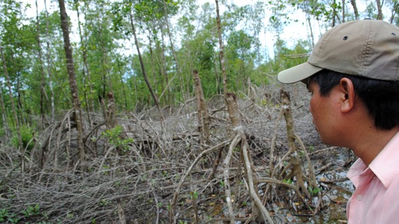 Tại VQG Mũi Cà Mau có thời kỳ quản lý lỏng lẻo để xảy ra tình trạng phá rừng