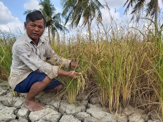 Lúa của người dân trên địa bàn xã Khánh Bình Tây Bắc (huyện Trần Văn Thời) bị thiệt hại do hạn hán