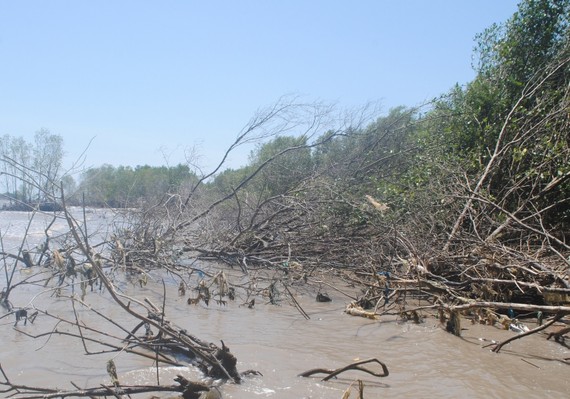 Nhiều cây đước rừng phòng hộ ven biển Đông nguy cơ “chết đứng”