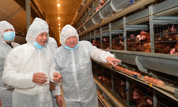 Chủ tịch Hội Nông dân Việt Nam Thào Xuân Sùng thăm trang trại gà của Công ty Ba Huân. Ảnh: VIỆT DŨNG