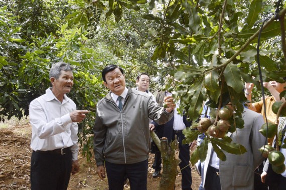 Former President Truong Tan Sang visits a macadamia farm in the highland province of Lam Dong  (Photo: SGGP)