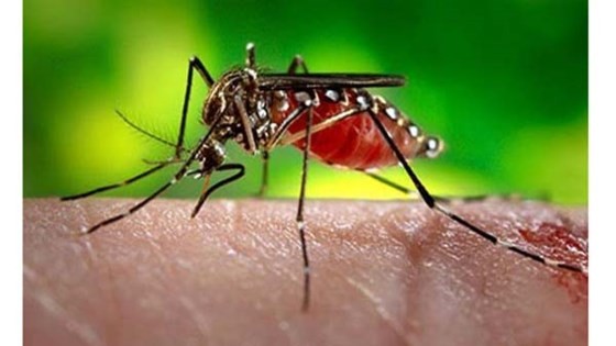 The dengue virus is transmitted to humans via the bite of an infected mosquito.(Illustrative photo)