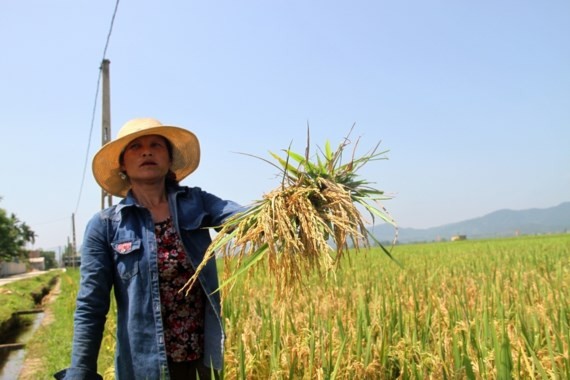 Farmers are in despair because of crop loss (Photo: SGGP)