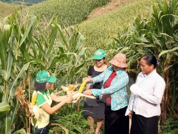 Vietnamese farmers on a corn field (Illustrative image - Source: VNA)
