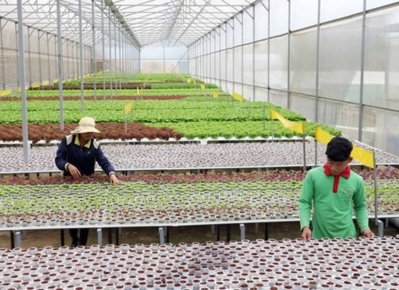 Farmers are working in a cooperative in Lam Dong Province (PHoto: SGGP)