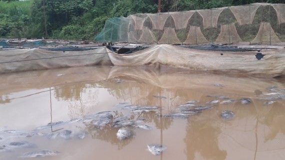 400 tons of farm-raised fish die en masse after hydroelectric plant discharges its water (Photo: SGGP)