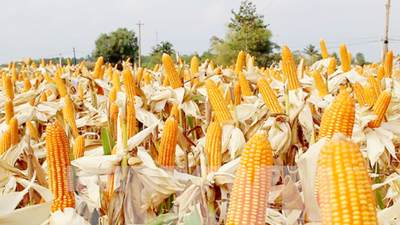 Farmers encouraged to plant new maize strain to rise productivity