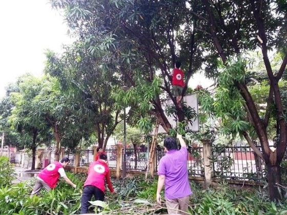 Volunteers in Quang Binh Province cut trees in preparation for the storm (Photo: SGGP)