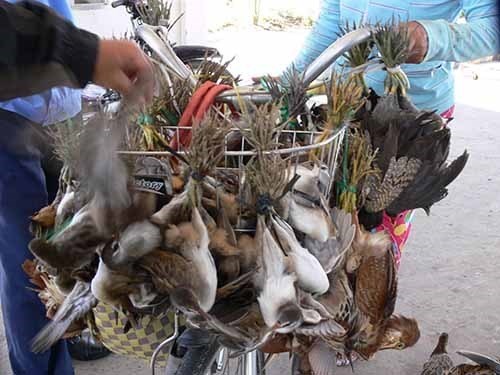 The wild bird trade is popular in Vietnam (Photo: nld.com.vn)