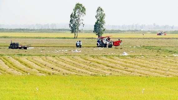  Farmers of Dong Thap Muoi  in Tan Hung District, Long An  Province are harvesting their rice (Photo: SGGP)