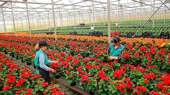 Farmers in Da Lat busy preparing for Tet holiday