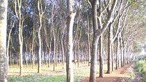 Hike in prices of rubber wood