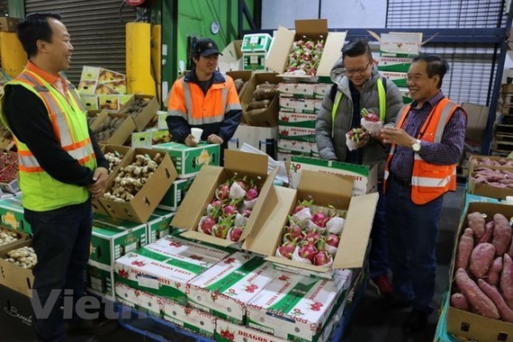 Vietnamese dragon fruits have been exported to Australia. (Source: VNA)