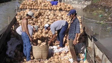 The low price of coconuts makes many farmers desperate