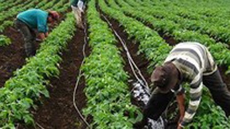 Drip irrigation increases crop productivity