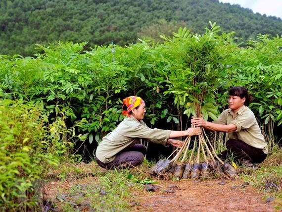 Vietnam houses 235,000ha of FSC-certificated forests