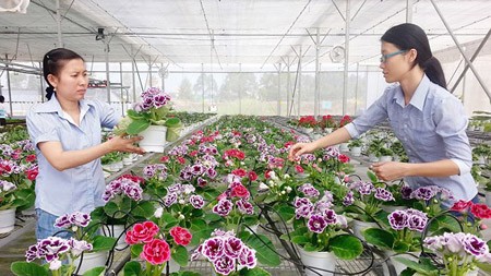 Flower growing in nethouses in the HCMC Biotechnology Center. Photo by Thanh Tri