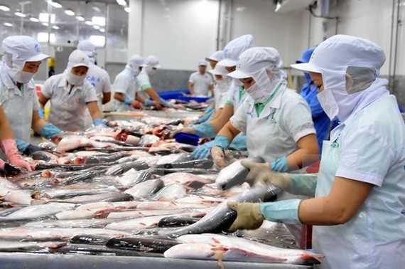 Tra fish processed for export (Photo: VNA)