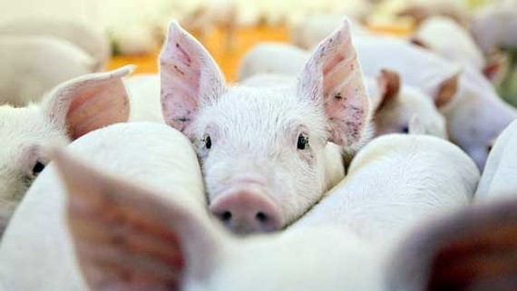 One more farm in northern Vietnam reports African swine fever