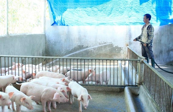 HCMC tightens control over pigs into city