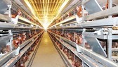 Agreement on building production chain of poultry meat for export