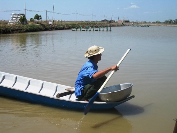 A shrimp pond in the Mekong delta (Photo: SGGP)