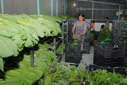 Vegetable cultivation in HCM City’s Cu Chi district has helped reduce poverty in the area (Photo: VNA)