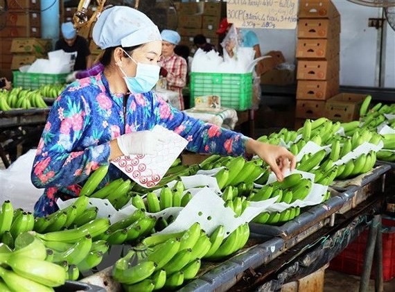 An export banana farm in Tay Ninh province (Photo: VNA)