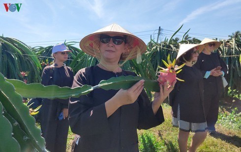 Tourists visiting the south central province of Binh Thuan will be able to enjoy a new experience following the recent launch of tours to dragon fruit gardens. (Source: VOV)