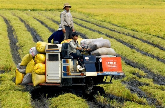 Farmers in An Giang Province harvest rice. Current challenges provide an opportunity for the agricultural sector to speed up the value chain restructuring and innovating the growth model. — VNA/VNS Photo