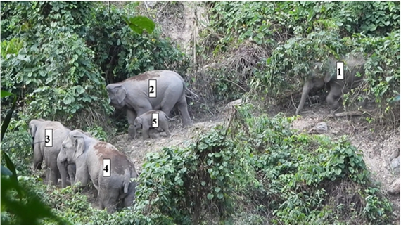 Asian elephants found living in a forest in Quang Nam province (Photo courtesy of USAID)