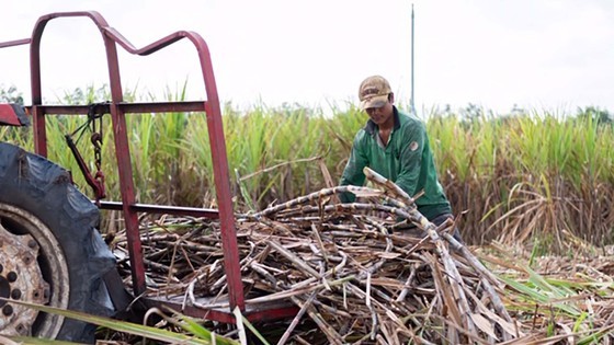 Sugarcane is one of the most promising agricultural sources of biomass energy (Photo: SGGP)
