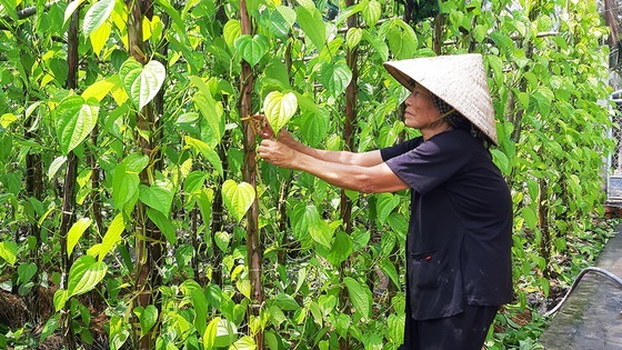 80-year-old villager Phan Thi Nam is taking care of her betel plants (Photo: SGGP)