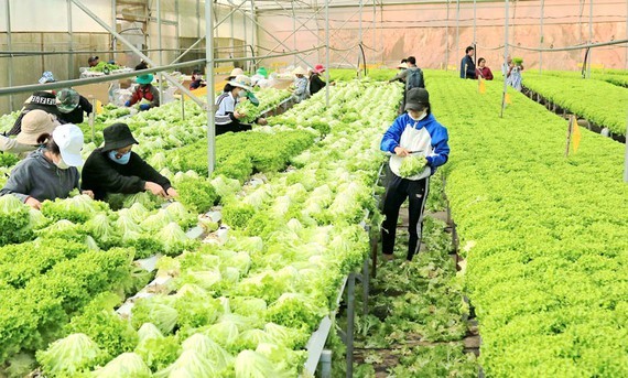 Purchasing power of Da Lat fruits and vegetables shows good signs after setback (Photo: SGGP)