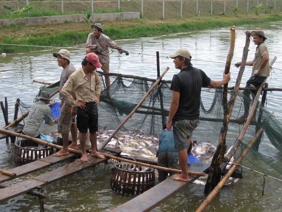 Tra fish farmers in Mekong Delta  suffer losses