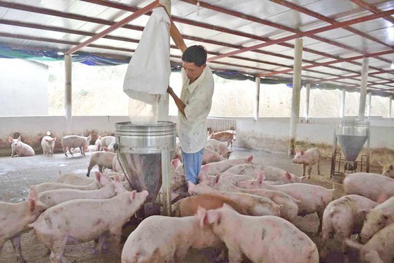 Repopulation of pig herds in localities goes fast: Department