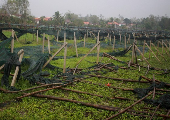 A veggie farm is destroyed after storms (Photo: SGGP)