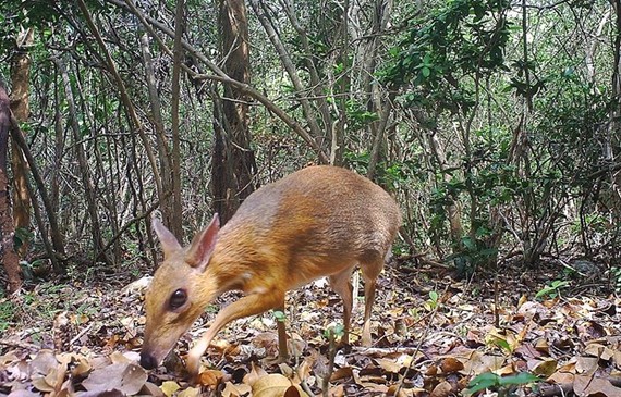A silver-backed chevrotain (Tragulus versicolor), a critically endangered species, is spotted by a camera trap on June 21, 2018 in the Nui Chua National Park of Ninh Thuan province (Source: AFP/VNA)
