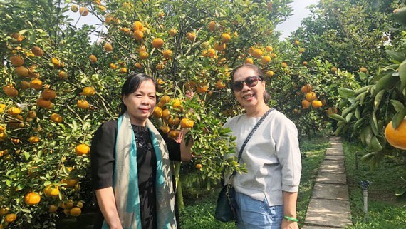 Visitors take a photo in a tangerine orchard (Photo: SGGP)