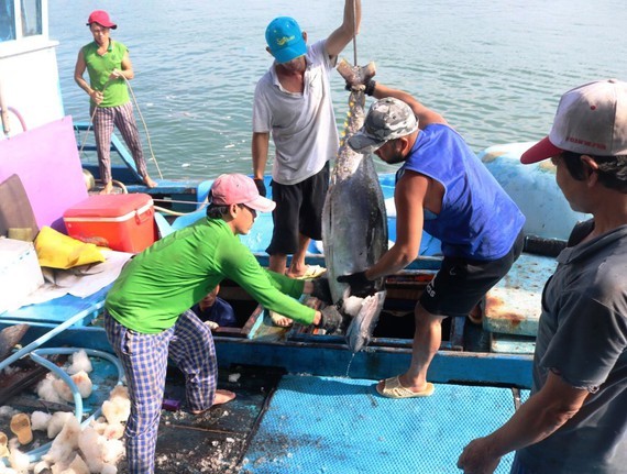 South- Central fishermen enjoy bumper tuna fish catch (Photo: SGGP)