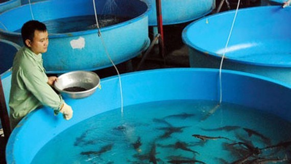 Sturgeon farmer breed the fish in Tuyen Lam Lake in Lam Dong Province (Photo: SGGP)