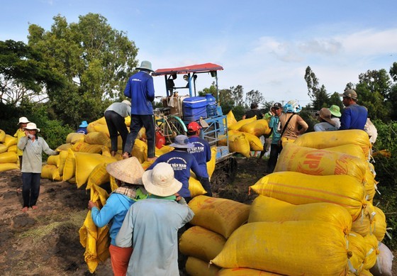 Farmers in Mekong Delta enjoy bumper harvest of rice, good price (Photo: SGGP)