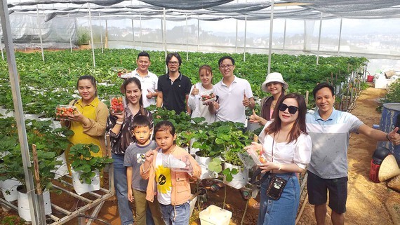 Tourists are excited to pick up strawberry at a farm in Da Lat City (Photo:SGGP)