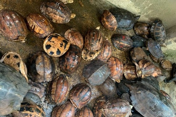 Turtles are found at Hoang Minh Trien's house (Photo: Internet)