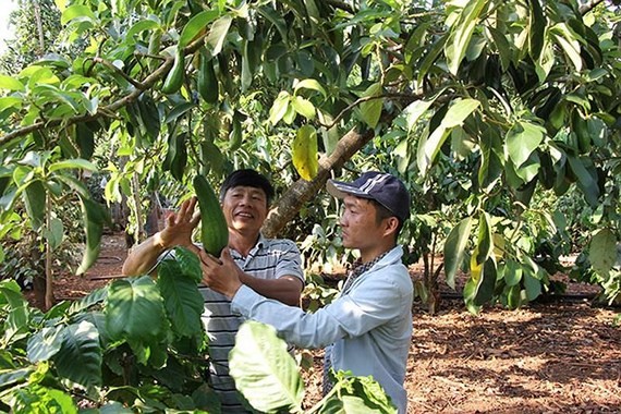 Vietnam promotes export of avocados to US market