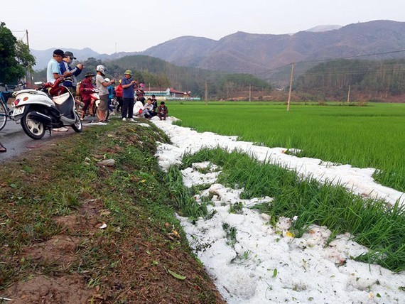 Hail covers paddy crops.(Photo: Central Steering Committee for Natural Disaster Prevention and Control)